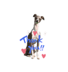 italiangreyhound life（個別スタンプ：2）