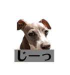 italiangreyhound life（個別スタンプ：12）