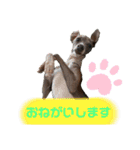 italiangreyhound life（個別スタンプ：15）