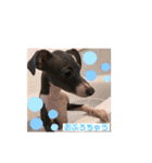 italiangreyhound life（個別スタンプ：18）