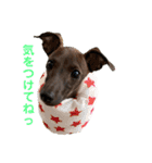 italiangreyhound life（個別スタンプ：27）