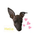 italiangreyhound life（個別スタンプ：29）