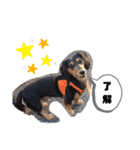 ミニチュアダックス★こてつ④（個別スタンプ：2）