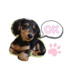 ミニチュアダックス★こてつ④（個別スタンプ：11）