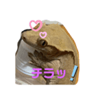 クレステッドゲッコーズ2（個別スタンプ：1）