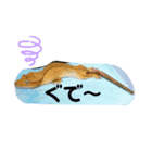 クレステッドゲッコーズ2（個別スタンプ：8）
