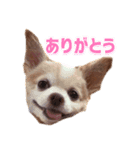 ぶさかわココちゃん（個別スタンプ：1）