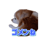 ぶさかわココちゃん（個別スタンプ：3）