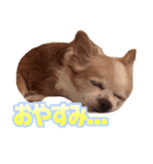 ぶさかわココちゃん（個別スタンプ：4）