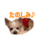 ぶさかわココちゃん（個別スタンプ：5）