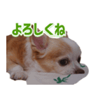 ぶさかわココちゃん（個別スタンプ：6）
