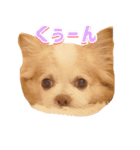 ぶさかわココちゃん（個別スタンプ：7）