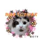 はり猫3（個別スタンプ：1）