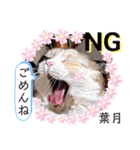 はり猫3（個別スタンプ：5）