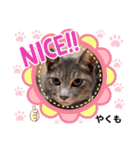 はり猫3（個別スタンプ：10）