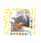 はり猫3（個別スタンプ：13）