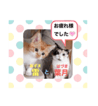 はり猫3（個別スタンプ：14）