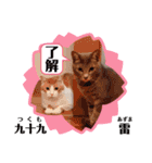 はり猫3（個別スタンプ：15）