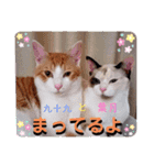 はり猫3（個別スタンプ：16）