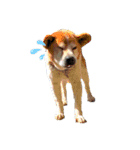 SHIBA.Sta（個別スタンプ：2）