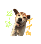 SHIBA.Sta（個別スタンプ：9）