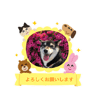黒柴おはなさん。（個別スタンプ：2）