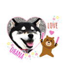 黒柴おはなさん。（個別スタンプ：3）