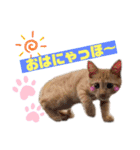おーけーけー語（個別スタンプ：3）