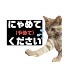 おーけーけー語（個別スタンプ：6）