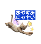 おーけーけー語（個別スタンプ：8）