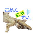 おーけーけー語（個別スタンプ：12）