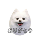 ぽめちゃんスタンプ2（個別スタンプ：1）
