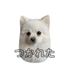 ぽめちゃんスタンプ2（個別スタンプ：3）