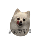 ぽめちゃんスタンプ2（個別スタンプ：4）