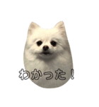 ぽめちゃんスタンプ2（個別スタンプ：7）