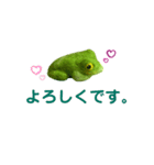 ボクはカエルです。まだ名前はありません。（個別スタンプ：7）