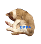 ふくのすたんぷ 1（個別スタンプ：6）
