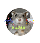 はむきち＆ぽちこのすたんぷ！（個別スタンプ：3）