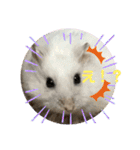 はむきち＆ぽちこのすたんぷ！（個別スタンプ：5）