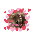 はむきち＆ぽちこのすたんぷ！（個別スタンプ：12）