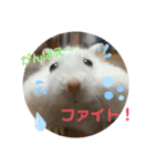 はむきち＆ぽちこのすたんぷ！（個別スタンプ：14）