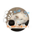 はむきち＆ぽちこのすたんぷ！（個別スタンプ：17）