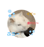 はむきち＆ぽちこのすたんぷ！（個別スタンプ：20）