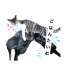 ねこねこねこねこ♡（個別スタンプ：1）