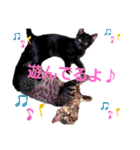 ねこねこねこねこ♡（個別スタンプ：2）