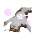 ねこねこねこねこ♡（個別スタンプ：5）