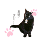 ねこねこねこねこ♡（個別スタンプ：7）