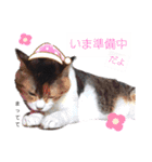 ねこねこねこねこ♡（個別スタンプ：8）