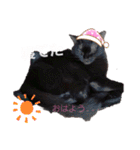 ねこねこねこねこ♡（個別スタンプ：11）