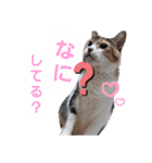 ねこねこねこねこ♡（個別スタンプ：12）